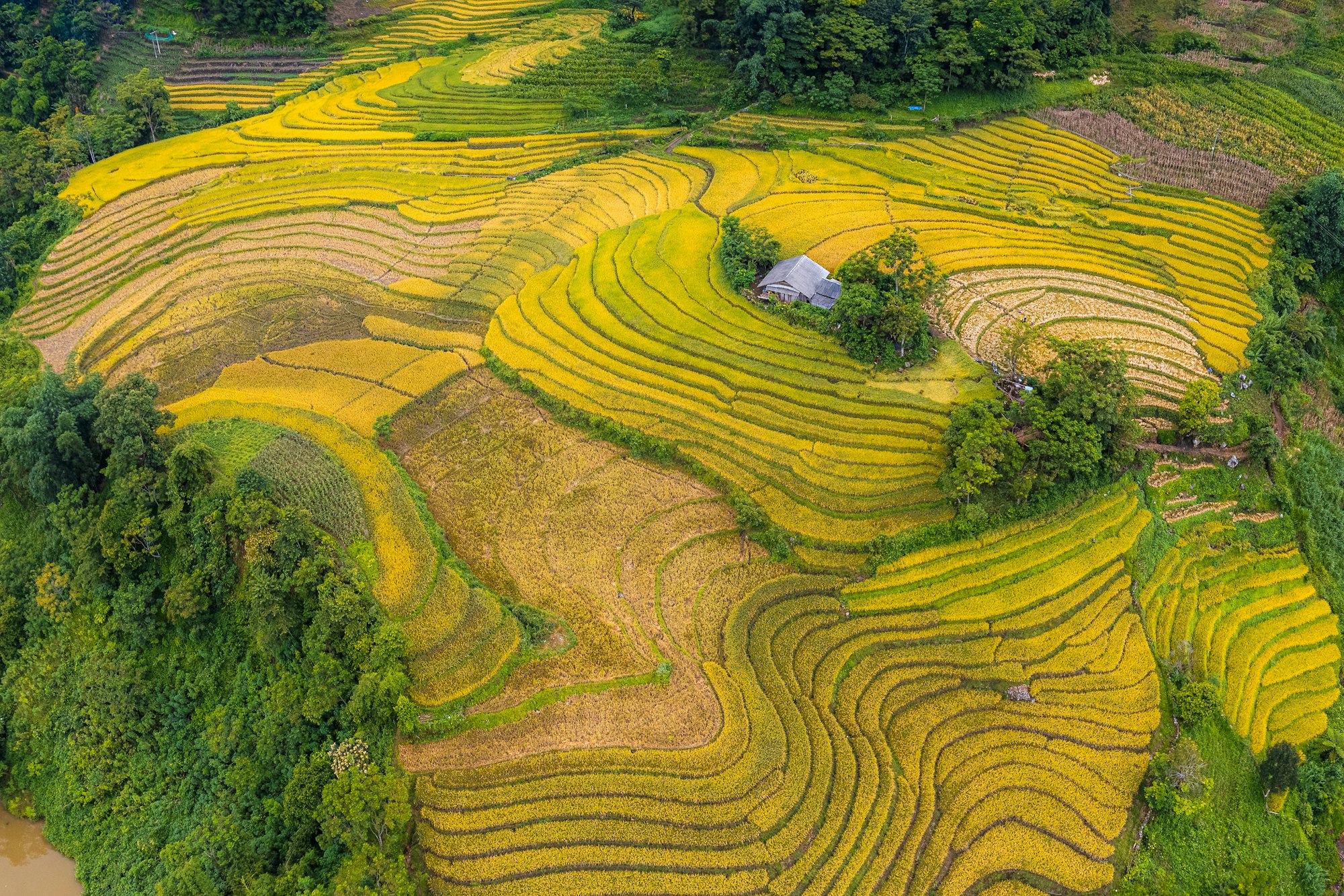 Terraced rice fields in the Vietnamese highlands at golden hour