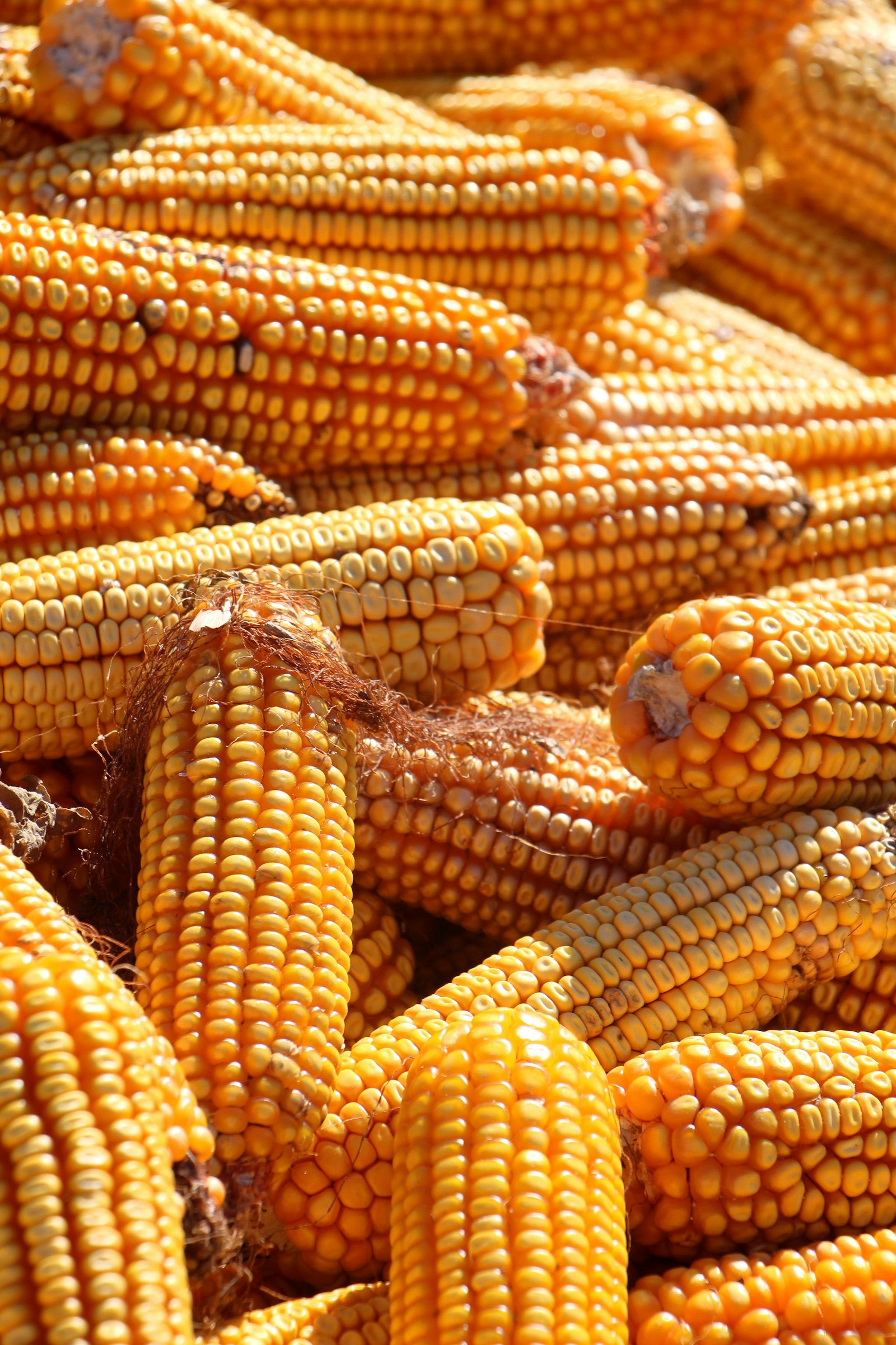 Frozen Sweet Corn IQF Puree