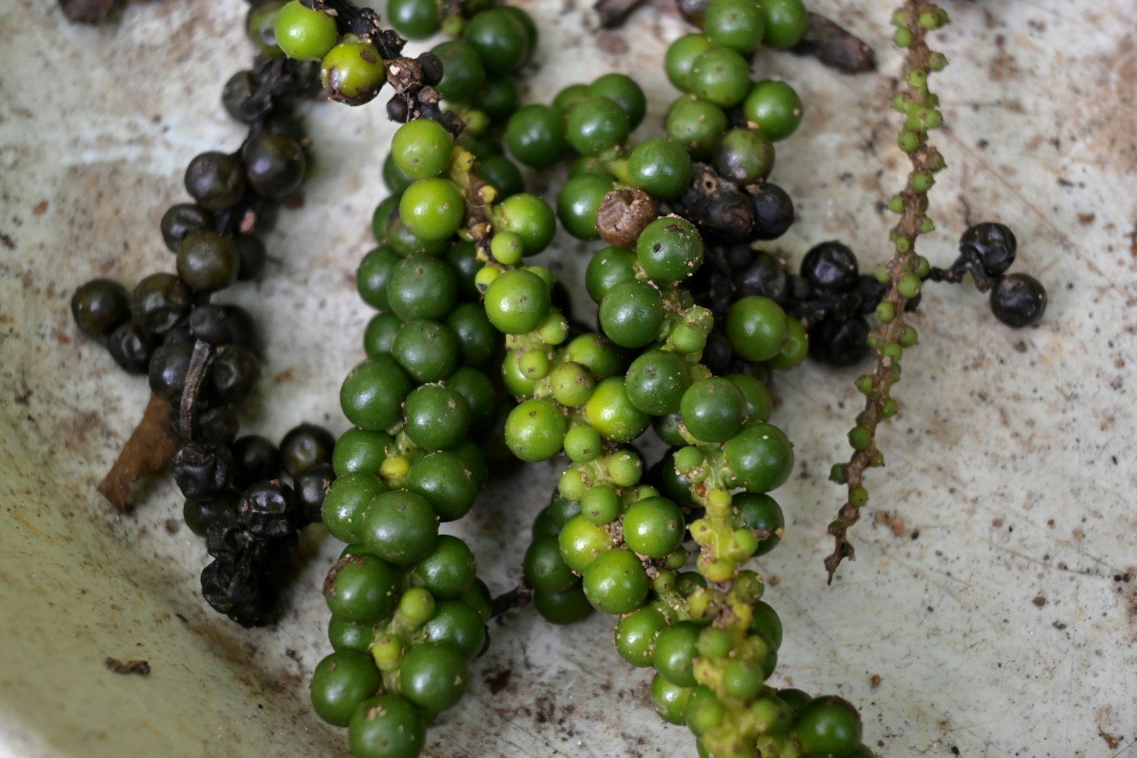Green Pepper (Dried) ASTA