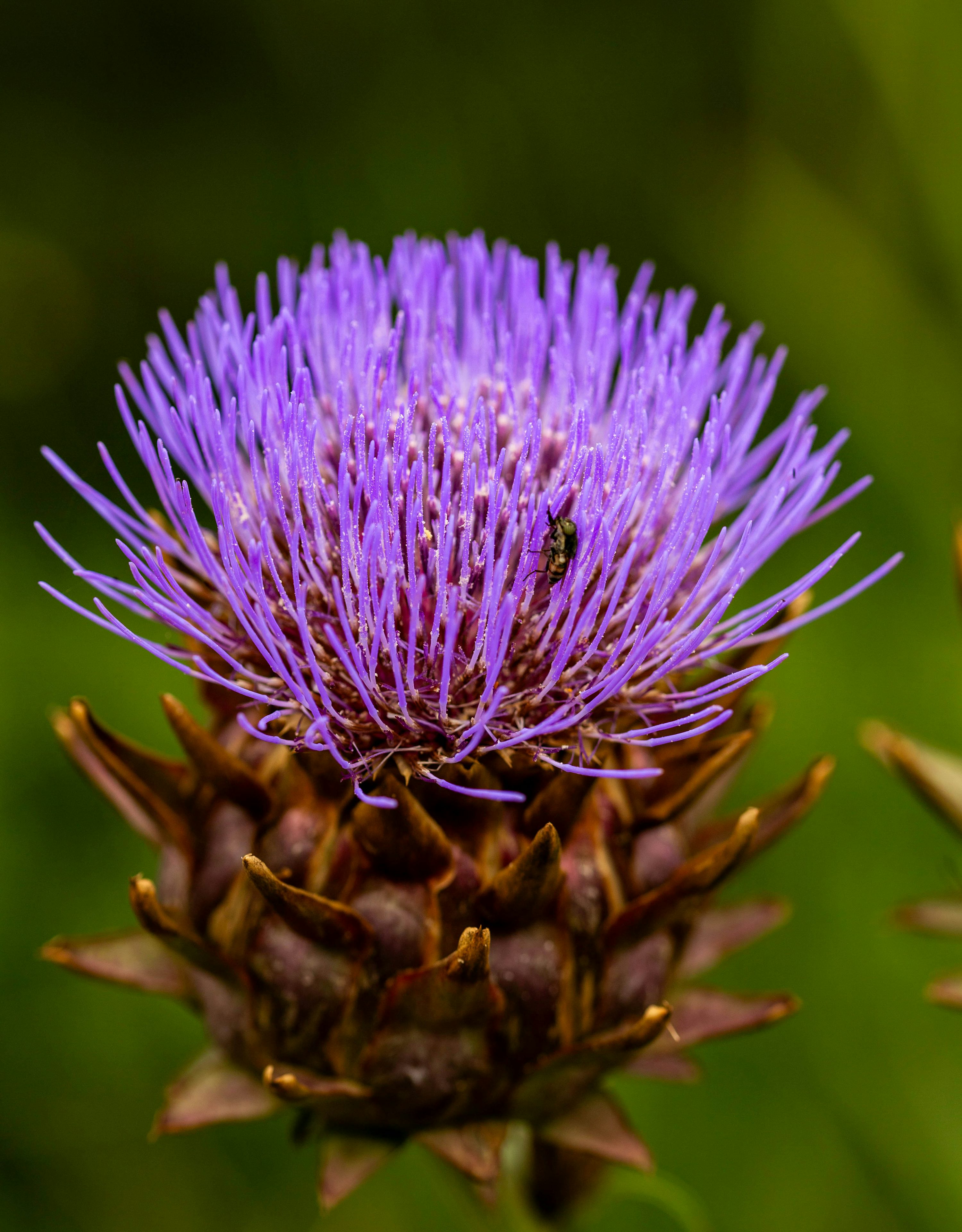 Artichoke Tea Tea Bag Cut
