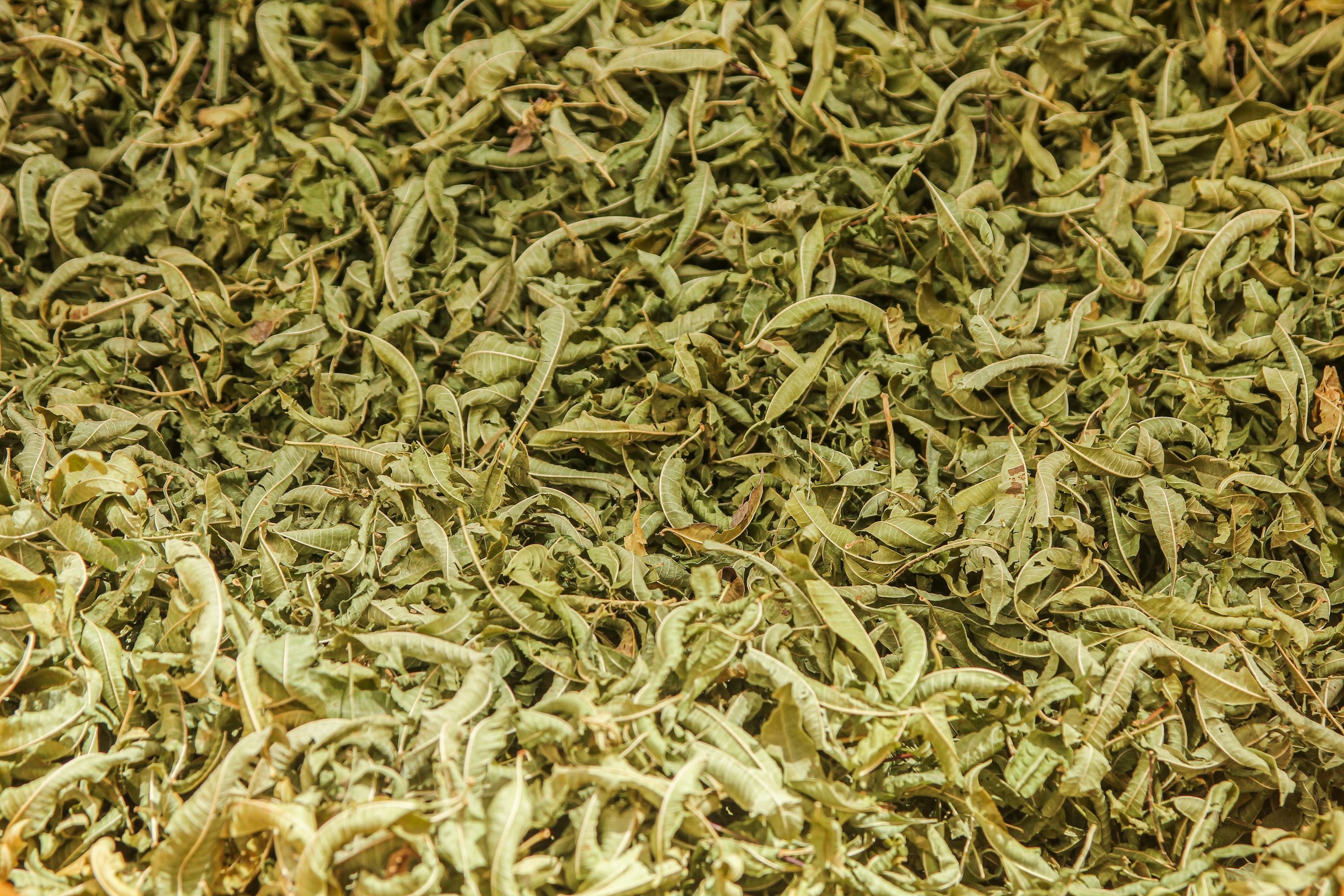 Green Tea Tea Bag Cut