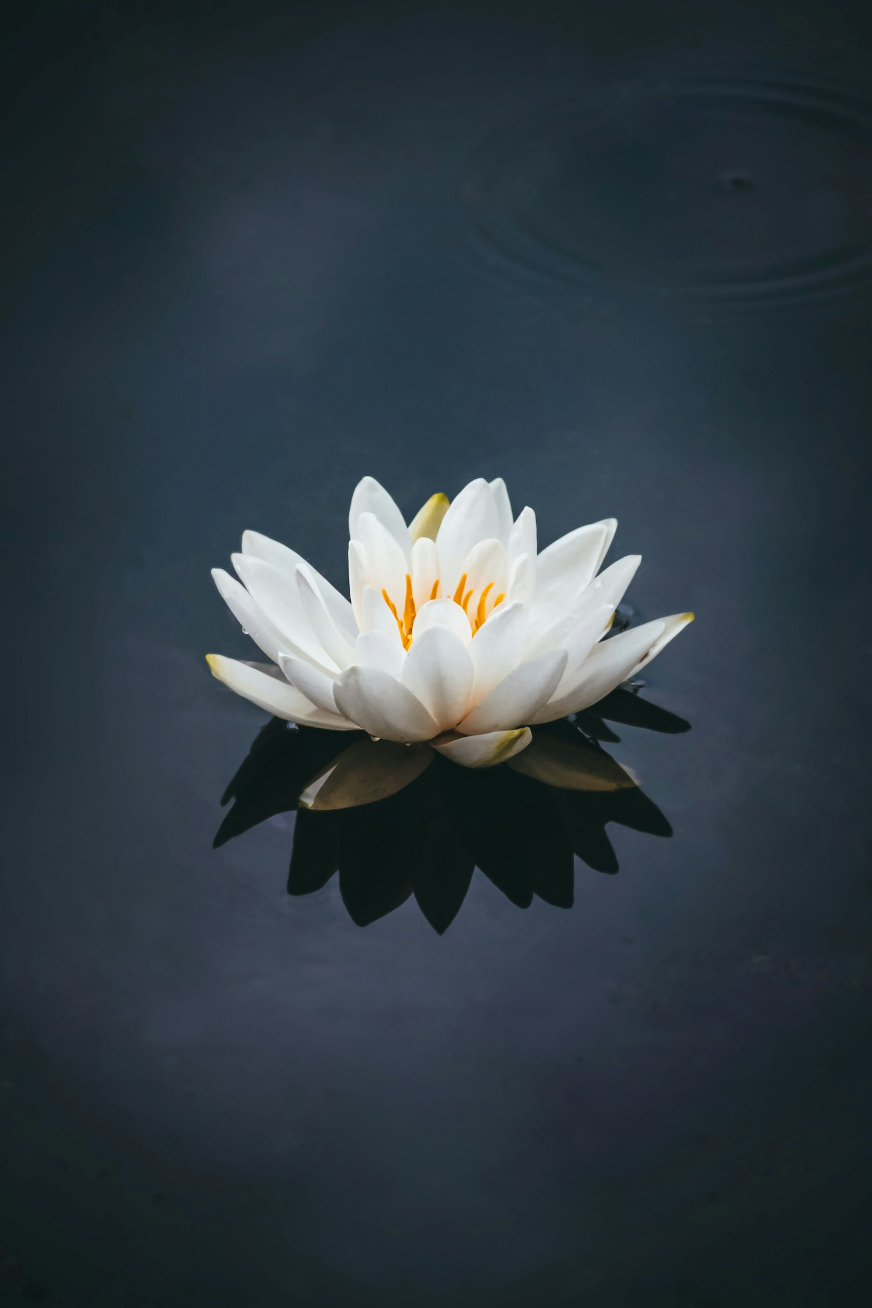 Lotus Tea Tea Bag Cut