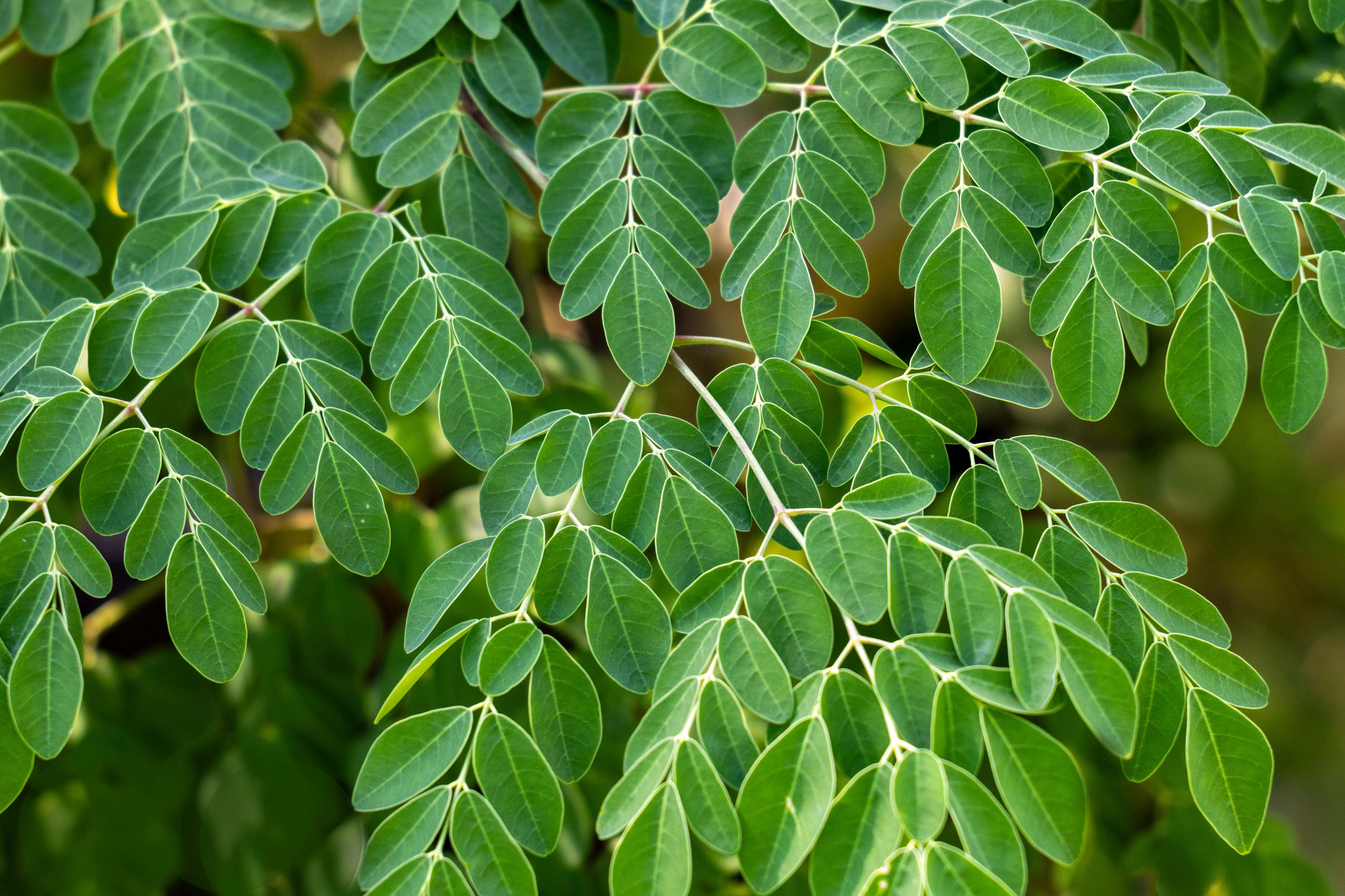Moringa Tea Tea Bag Cut