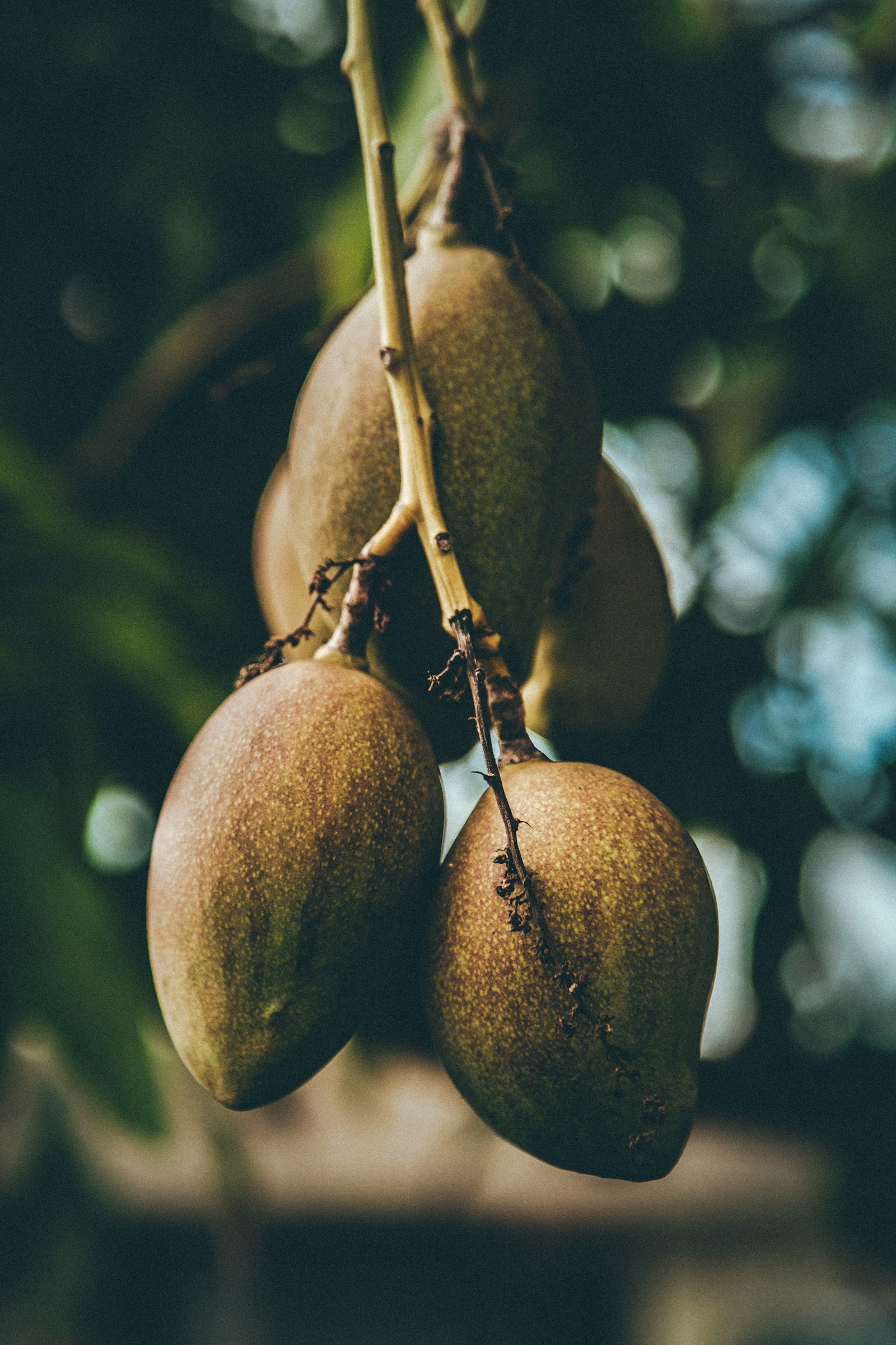 Fresh Mango (Cat Chu) Class 2 Standard